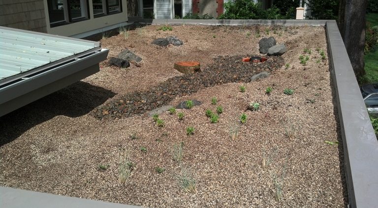 Read more about the article Mt Tabor Ecoroof and Garden