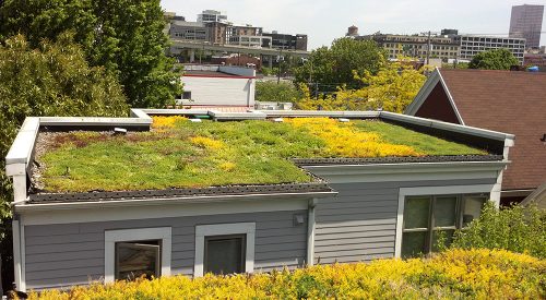 NW Portland Multi-family Ecoroofs