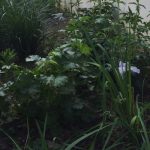 Broadway Stormwater Planter