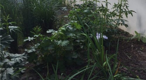 Broadway Stormwater Planter