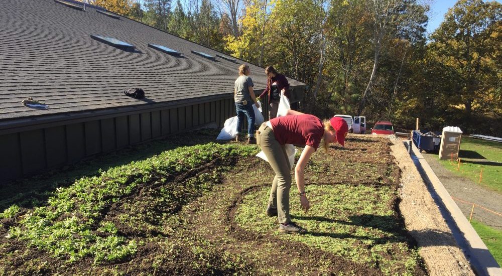 Memaloose Tasting Room planting