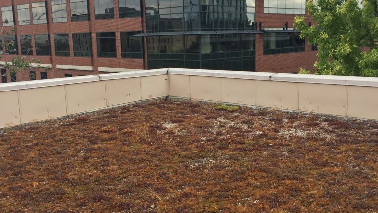 Read more about the article Northwest Philanthropy Ecoroof Maintenance