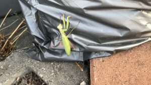 Mantis at eco roof installation site